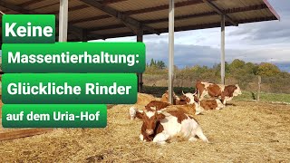 Die glücklichen Rinder vom Uria-Hof