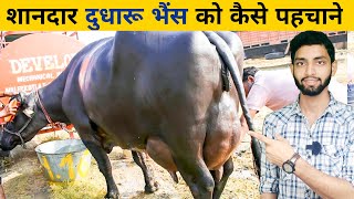 भैंस खरीदते समय दुधारू भैंस को कैसे पहचाने | How To Select Good  Milking Buffalo