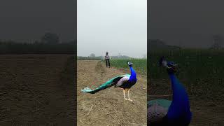 The catch in peocock #vfx #villagelife #birds #forest #viralshorts #wildlifephotography #ytshorts