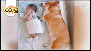 태어나보니 형이 웰시코기ㅣMom! Are You Sure My Brother Is A Welsh Corgi Dog?