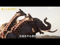 《獅子王》生生不息片段 現正熱映中