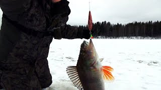 НАШЕЛ ЗАВЕТНУЮ ЛУНКУ! / РЫБАЛКА ОКУНЯ НА БЛЕСНУ 2019 / КОМИ КРАЙ / Наедине с тайгой