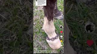 Gaited Owner Explaining Why They Use Chains (steppingstarstruck)