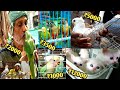 birds and animals market in delhi|| jama Masjid birds and animals market || persian cat||parrot etc