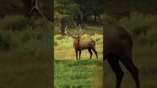 This Will Give You CHILLS! Bull Elk Bugle #elk #elkhunting