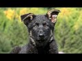 Kraftwerk K9 German Shepherds - Teaching the basics at 8 weeks old!