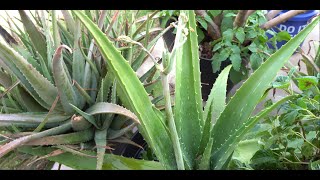 Propagate Aloe Vera From The Flowering Stem - It Works!!!