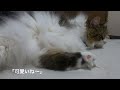 触りたい〜猫の肉球は魅惑的 i want to touch it cat paws are fascinating