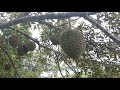 Kebun Durian