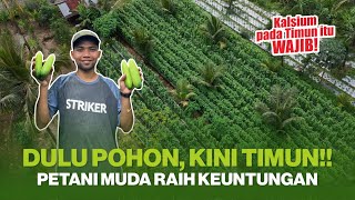 TIPS BUDIDAYA TIMUN BABY AGAR HASIL MAKSIMAL || TIMUN BABY FAREL 22 BUAH KROYOKAN