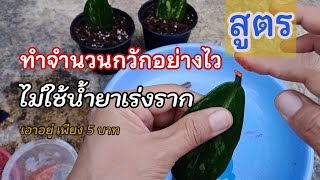 สูตรทำจำนวนกวักมรกตด่าง แบบไม่ใช้น้ำยาเร่งราก| ตามสไตล์กวักมรกต สตอรี่