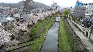 桜色図鑑（上）　袋川沿いの桜土手（鳥取市）　華麗アーチ どこまでも　日本海新聞