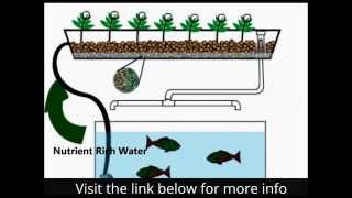 How Aquaponics Systems Work