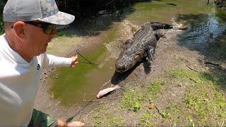 NEVER TRY THIS IN THE WILD! Cast Netting Tilapia! (HOW to THROW a CAST NET)