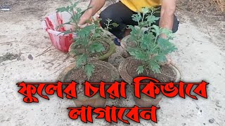 চন্দ্র মল্লিক এর ফুলের চাড়া কিভাবে পরিচর্যা করবেন। Chandra Mallick fullar chara