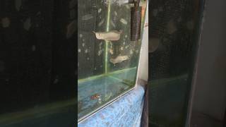 ഞങ്ങൾ ഗപ്പി വാങ്ങാൻ പോയപ്പോൾ #aquarium #arvanshorts  #trending #goldfish  #fishing