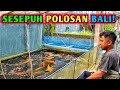 REVIEW SESEPUH POLOSAN BALI  KOLAMNYA FULL TANPA POMPA & HEMAT ENERGI #koi #koifish #hobykoi