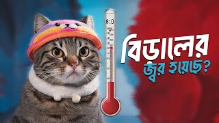 বিড়ালের জ্বরের হলে কি করবেন? | What to do if the cat has fever?