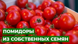 Обязательно посейте домашние семена томатов! | Особенности семян с вашего огорода