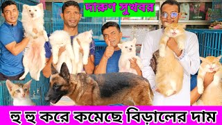 হু হু করে কমেছে বিড়ালের দাম💥| মাত্র ১০০০ টাকার বিড়াল 💥 | Cat price in Bangladesh | Katabon Cat price