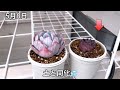 【多肉植物】②おらいさん苗爆増…しなかった理由（ストロベリーミルククラウン）