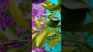 বারো মাসি ভিয়েতনাম মসম্বি লেবু গাছ ভর্তি #trending #viralvideo #fruitgarden #gardening #nature