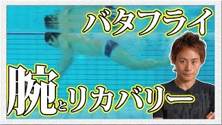 【楽に腕を回したい方へ】4つのポイントを意識するだけでバタフライの腕の回しは楽になります