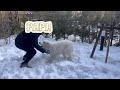 【生後7ヶ月】【旅行vlog】グレートピレニーズ子犬のrakuten stay villa 那須で初めての雪遊びが可愛すぎた♪part 2