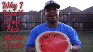🍉💎First Black Diamond Watermelon Harvest In a Small Backyard Garden!#gardening #watermelon #