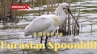 Eurasian Spoonbill or Common Spoonbill (Platalea leucorodia) - Löffler