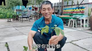 刺老芽朋友放到山参了！这棵能值几千块，小刀看着真羡慕啊！