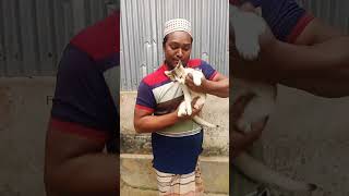 বিলাই মেও মেও মেও #cat #catvideos #funny #catfunny #cute #funnycatvideos #comedy #funnyanimal