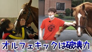 悪者は、オルフェキックで、イチコロだ！に対するみんなの反応集【ウマ娘の反応集】