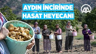 Dünya sofralarını süsleyen Aydın incirinde hasat heyecanı