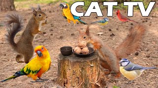 PETS TV 🐶😸 Unterhalten Sie Ihre Haustiere mit Eichhörnchen und Vögeln 🐿🦜 Vogelstimmen AM BESTEN F...