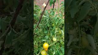 എന്റെ തക്കാളി #തക്കാളി #കൃഷി #tomato