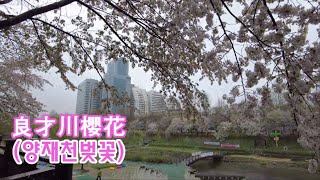 首爾的春天風景(櫻花),第十篇[良才川] 서울의 봄 풍경(벚꽃),제10편[양재천]