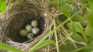 Bird nesting walk..Updates and New Finds!!