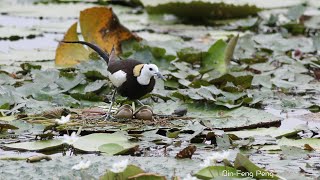 水雉爸爸孵蛋 / Pheasant-tailed Jacana Hatching Eggs