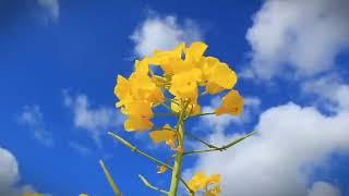 Irish Rapeseed Oil - How it's made?