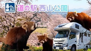 【猫と車中泊の旅】福井の道の駅・西山公園で桜とレッサーパンダに癒される【キャンピングカー＊クレソンジャーニー】