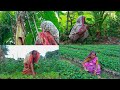 Our Village & Vegetable | Vlog -1 |