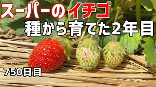 How to grow strawberry from seeds (2nd year)