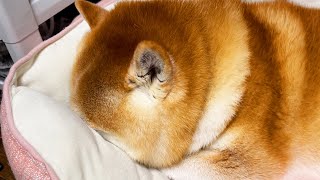 When shibe is obsessed, he doesn’t plunge in—he plunges into his bed.