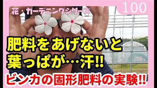 日日草(ビンカ)の固形肥料をあげる・あげない実験【花・ガーデニング】By園芸チャンネル　100