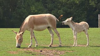 Na safari v Zoo Ostrava je k vidění nejpočetnější stádo onagerů na světě, je v něm i sedm mláďat
