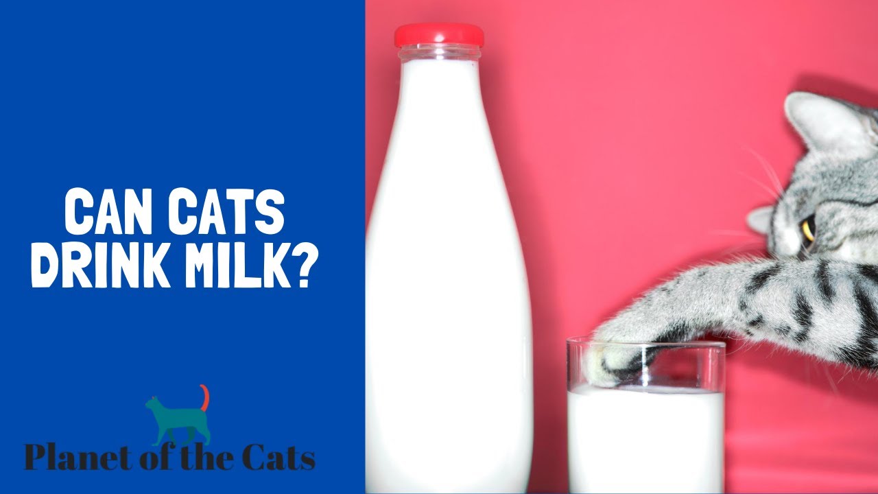 Can Cats Drink Milk? - YouTube