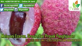 Jual Bibit Leci Kom untuk Dataran Rendah Siap Buah