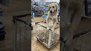 買い物に連れてくと毎回人気者になる愛犬 #shorts #short #shortvideo #goldenretriever #犬 #犬のいる暮らし #dog