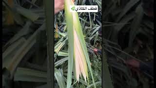 طريقة قطف الكاذي🌿